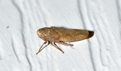 Paraphlepsius continuus