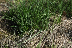 Poa angustifolia