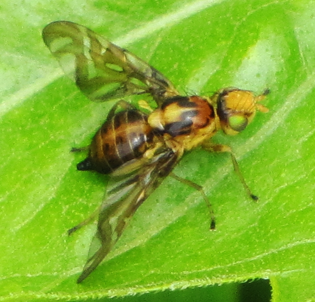 Strauzia intermedia