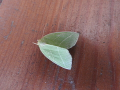 Bena bicolorana