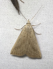 Macrochilo louisiana