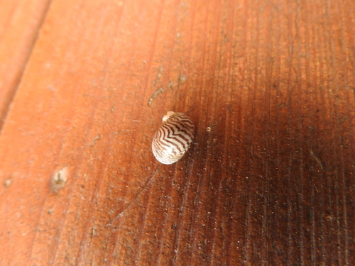 Theodoxus danubialis