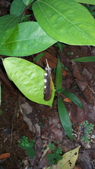 Chrysocolaptes guttacristatus
