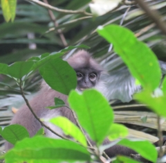Presbytis siamensis