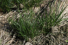 Poa angustifolia