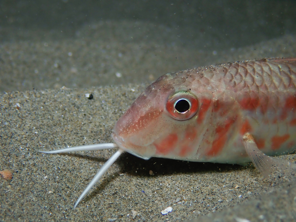 Red Mullet