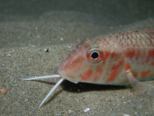 Red Mullet