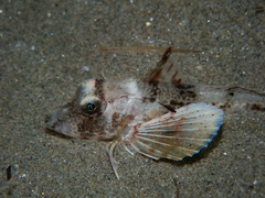 Chelidonichthys lucerna