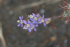 Eriastrum sapphirinum