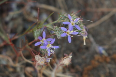 Eriastrum sapphirinum