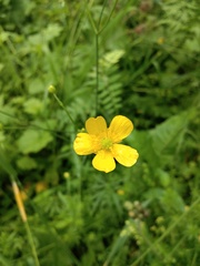 Ranunculus acris