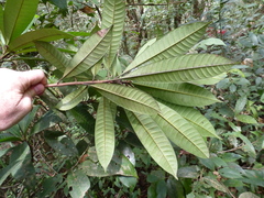 Gluema ivorensis