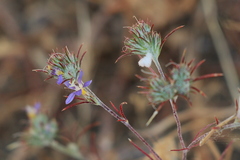 Eriastrum sapphirinum