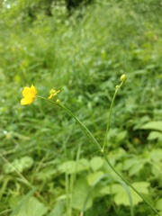 Ranunculus acris