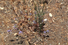 Eriastrum sapphirinum
