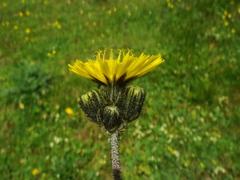 Pilosella glacialis