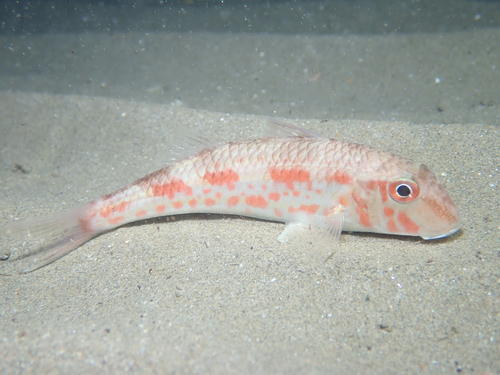 Red mullet (Mullus barbatus) — Mullidae — 3