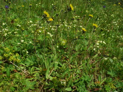 Pilosella glacialis