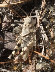 Trimerotropis infantilis