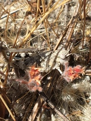 Trimerotropis infantilis