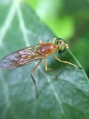 Ptecticus trivittatus