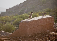 Atlantoxerus getulus