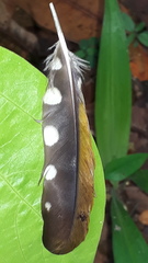 Chrysocolaptes guttacristatus