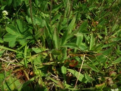 Pilosella glacialis