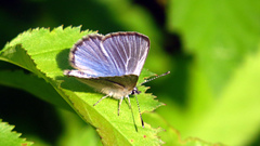 Glaucopsyche lygdamus image