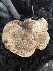 Bresadolia craterella