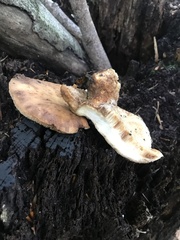 Bresadolia craterella