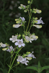 Penstemon