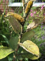 Aphididae