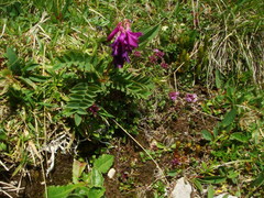 Hedysarum hedysaroides