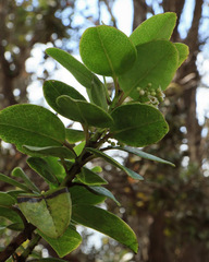 Ilex anomala