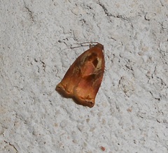 Archips podana