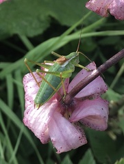 Isophya altaica