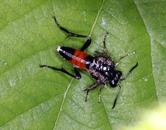 Macrophya militaris