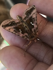 Autographa jota