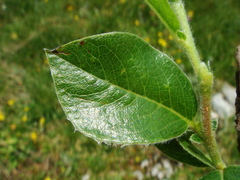 Salix alpina