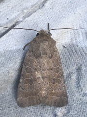 Hoplodrina octogenaria