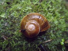 Aperostoma