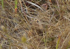 Cercyonis pegala boopis