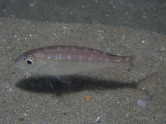 Pagellus acarne