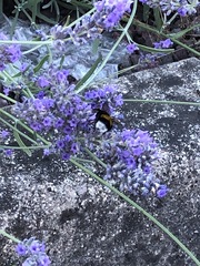 Bombus