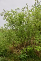 Salix discolor