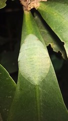 Tituria planata