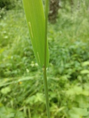 Phleum pratense
