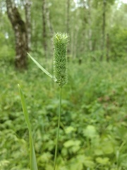 Phleum pratense