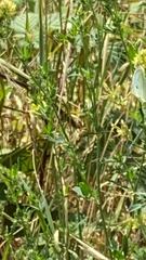 Pieris rapae
